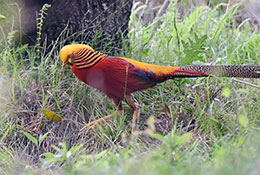 13 Days China Sichuan Birding Trip