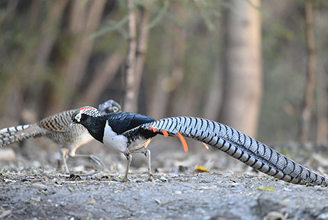 Lady Amherst's Pheasant