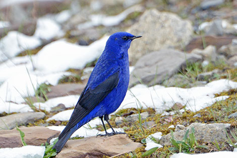 Birds of Sichuan