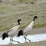 David Sherry / Qinghai-Tibet Plateau