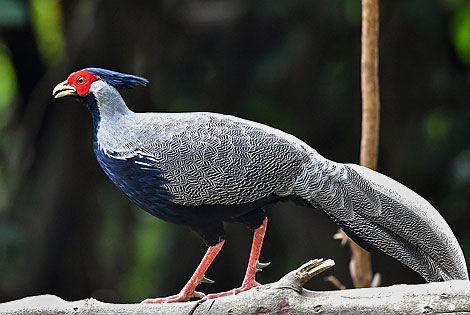 Birding info of Zhejiang, China