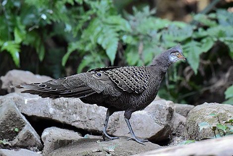 Birding info of Yunnan, China