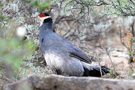 Birding info of Tibet, China