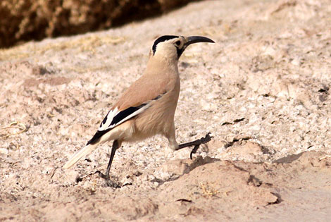 Birding info of Xinjiang, China