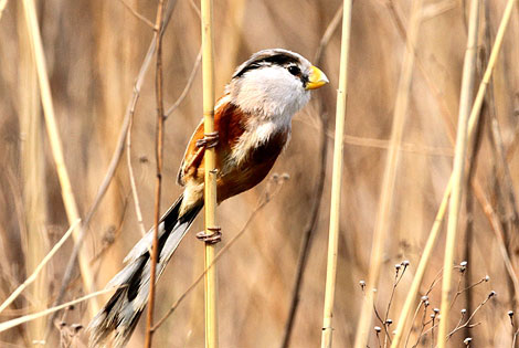 Birding info of Tianjin, China