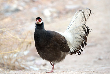 Birding info of Shanxi, China