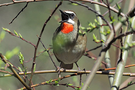 Birding info of Shanghai, China