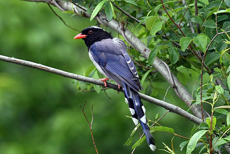 Birding info of Shandong, China