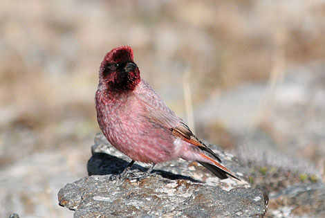 Birding info of Qinghai, China	