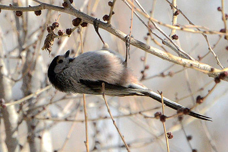 Birding info of Ningxia, China