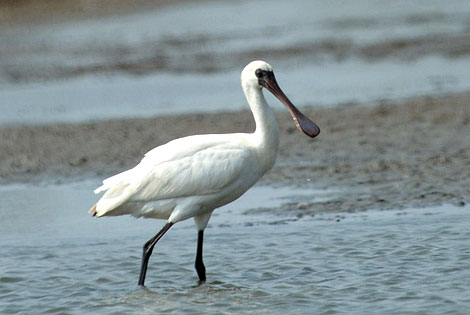 Birding info of Liaoning, China