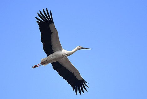 Birding info of Jilin, China