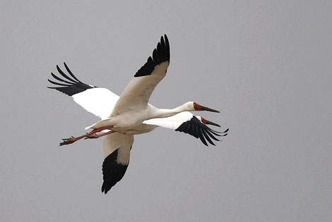 Birding info of Jiangxi, China