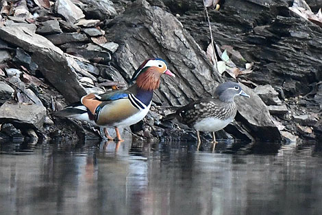 Birding info of Jiangsu, China