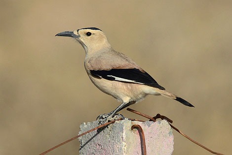 Birding info of Inner Mongolia, China 	