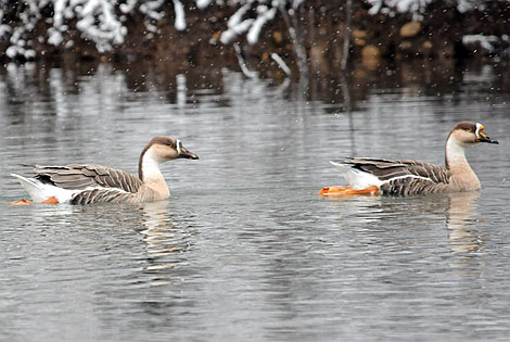 Birding info of Hunan, China