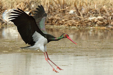 Birding info of Hubei, China 