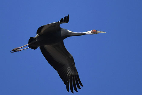 Birding info of Heilongjiang, China