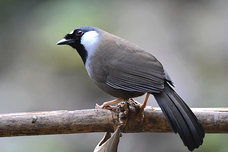 Birding info of Hainan, China