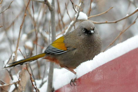 Birding info of Guizhou, China