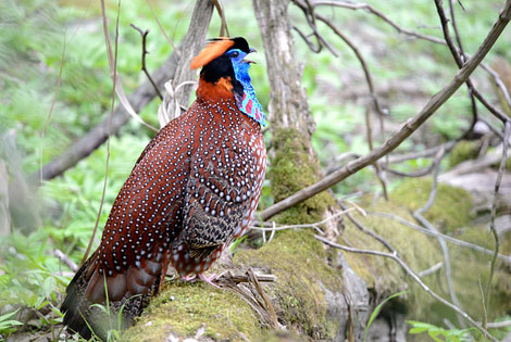 Birding info of Guangxi, China