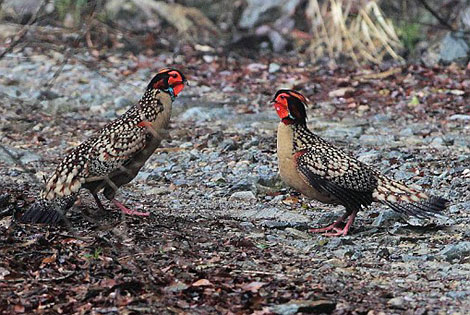 Birding info of Guangdong, China