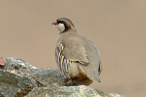 Birding info of Gansu, China