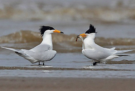 Birding info of Fujian, China 