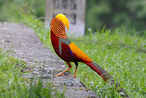 Birding info of Chongqing, China