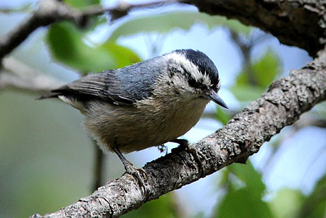 Birding info of Beijing, China