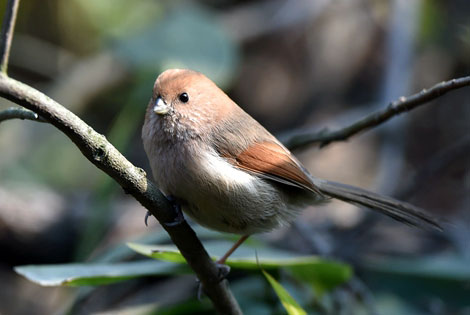 Birding info of Anhui, China