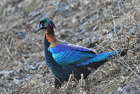 Birding Info of Sichuan, China