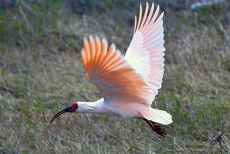 Birding info of Shaanxi, China