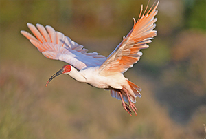 3 Days Birding Excursion in Shaanxi