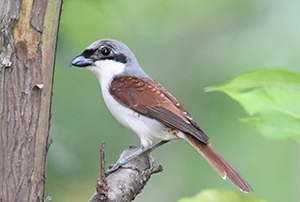 A Surprising Birding Excursion in Chongqing