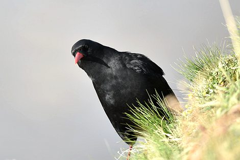 Birding in Xining City