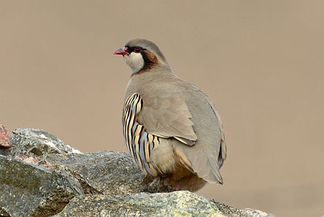 Birding in Lanzhou City