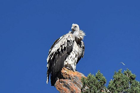 Birding in Urumqi City