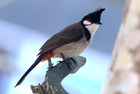 Birding in Haikou City