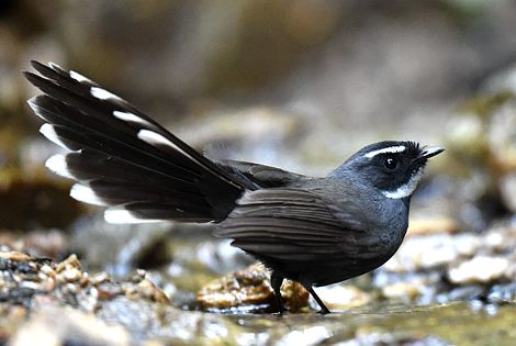 Birding in Nanning City