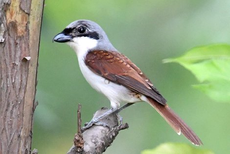 Birding in Guangzhou City