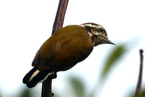 Birding in Hangzhou City