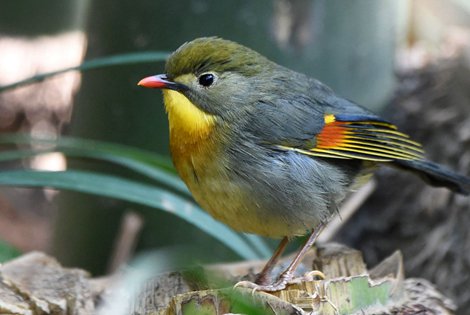 Birding in Chengdu City