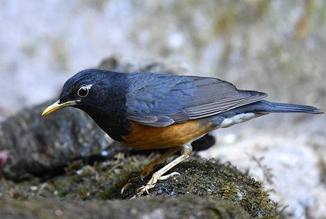 Birding in Kunming City