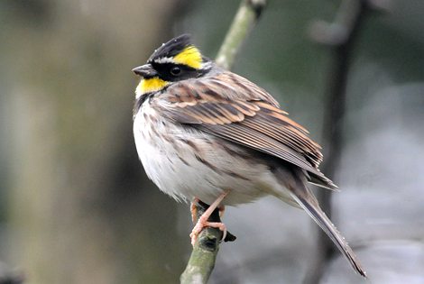 Birding in Xi'an City