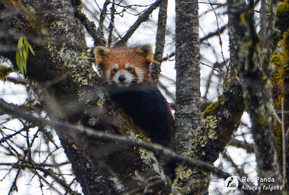 小熊猫 Red Panda (Ailurus fulgens)