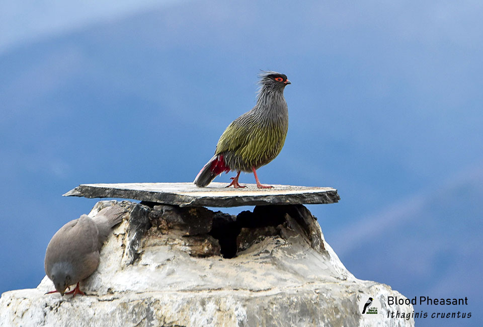 血雉 Blood Pheasant (Ithaginis cruentus)