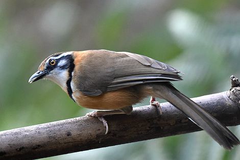 Birding in Nanjing City