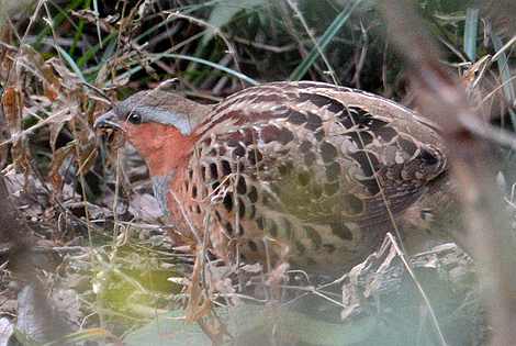 Birding in Wuhan City