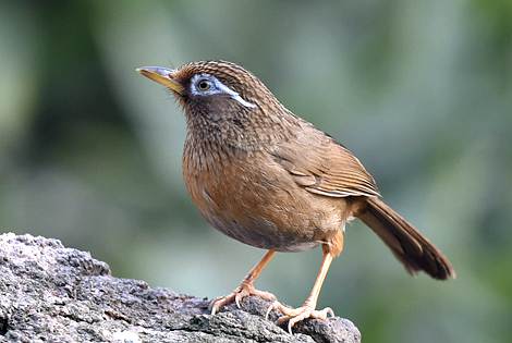 Birding in Changsha City